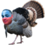 emoneyTurkey emote for Discord