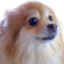 emmacutedogpuppyhuhconc emote for Discord