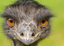 Emu2 emote for Discord