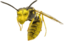 emoneyYellowJacket emote for Discord
