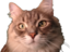 emmett emote for Discord