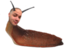 emoneySlug emote for Discord