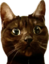 emmaUWOT emote for Discord