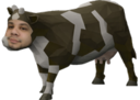 emoneyOSRSCow static emote for Discord, Twitch and Slack