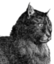 existentialCat emote for Discord
