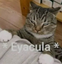 eyacula emote for Discord