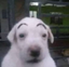 eyebrowdog emote for Discord