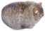 FatCat emote for Discord