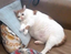 fatcatcry emote for Discord