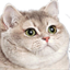 fatcat emote for Discord