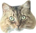 fawkesStare static emote for Discord, Twitch and Slack