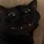 fangCat emote for Discord
