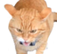 FasaMadge emote for Discord