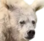 faboGripe emote for Discord
