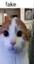 fakecat emote for Discord