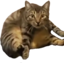 fatKot emote for Discord