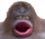 fandaPog emote for Discord