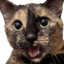 fannyomg emote for Discord
