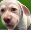 fattestdobby emote for Discord