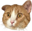 FafikHuh emote for Discord