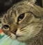 FadingCat emote for Discord