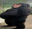 faresmonke emote for Discord
