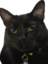 esmeSTARE emote for Discord