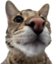 ETOKTO emote for Discord