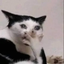 etocapets emote for Discord