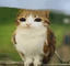eulecat emote for Discord