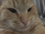 EuNuncaMaisVouColocarEmoteDeGato emote for Discord