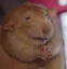 evilRat emote for Discord