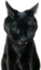 evilcat emote for Discord