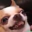 evildoggo emote for Discord