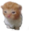 ewbert emote for Discord