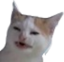 ewwCat emote for Discord