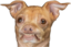 ewew emote for Discord