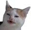 eww emote for Discord