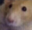 ExpressRat emote for Discord