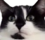 feroxKrise emote for Discord