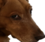 fenixdog emote for Discord