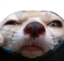 fen5AM emote for Discord