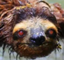 fernardo emote for Discord