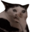 feralwOMG emote for Discord