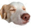 FernFeelsGoodMan emote for Discord