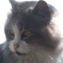 Feathers static emote for Discord, Twitch and Slack