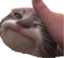feelspettedcat emote for Discord