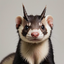 ferretffa emote for Discord