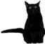 fearCat emote for Discord