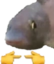 fishShy emote for Discord